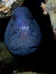 Young Wolf Eel in the Puget Sound by Steve Brown 
